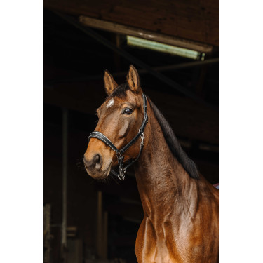 Leren halster Norton Rock Zwart