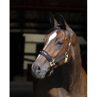 Halster Werano Back On Track Halster Werano Back On Track