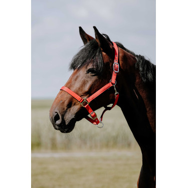 Halster Riding World Cushion Rood