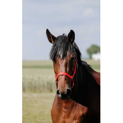 Halster Riding World Cushion Rood