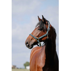 Licol Riding World Cushion Vert foncé