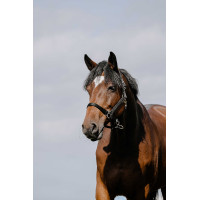 Licol Riding World Cushion Bordeaux