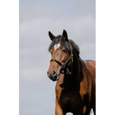 Licol Riding World Cushion Noir