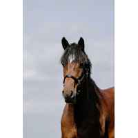 Licol Riding World Cushion Bordeaux