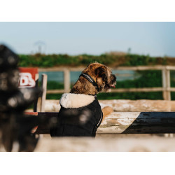 Hondenhoes Ik hou van je Equithème Zwart