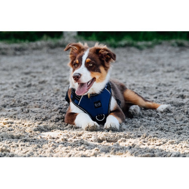 Harnais pour chien Riding World Simba Marine Bleu marine