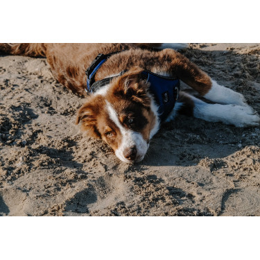 Harnais pour chien Riding World Simba Marine Bleu marine