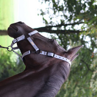 Licol Lami-Cell Midnight Mauve Violet