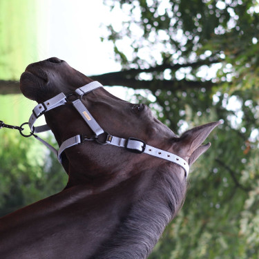 Licol Lami-Cell Midnight Mauve Violet