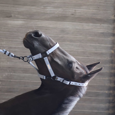 Licol Lami-Cell Midnight Bleu ardoise Licol Lami-Cell Midnight Bleu ardoise