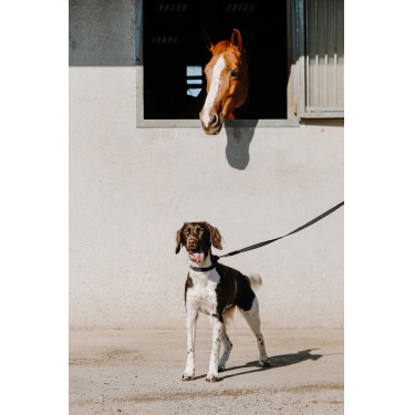 Collier pour chien Equithème Nala Noir