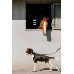 Halsband voor hond EQUITHÈME - Nala Zwart