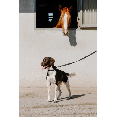 Collier pour chien Equithème Nala Noir