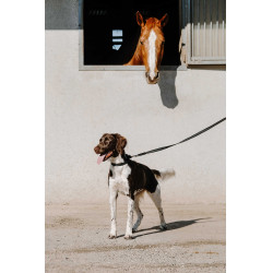 Halsband voor hond EQUITHÈME - Nala Zwart