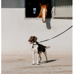 Collier pour chien Equithème Nala Noir
