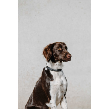 Halsband voor hond EQUITHÈME - Nala Zwart