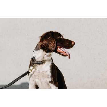 Halsband voor hond EQUITHÈME - Nala Zwart