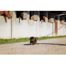 Laisse pour chien avec poignée Riding World Lucky Vieux rose Laisse pour chien avec poignée Riding World Lucky Vieux rose
