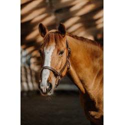 Licol Norton US Havane Marron Licol Norton US Havane Marron