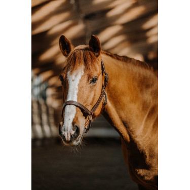 Licol Norton US Havane Marron Licol Norton US Havane Marron