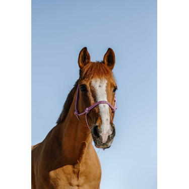 Licol éthologique Norton Glim Rose / argent