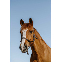 Ethologisch halster Norton Glim Marine / goud Blauw