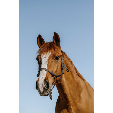 Ethologisch halster Norton Glim Marine / goud Blauw