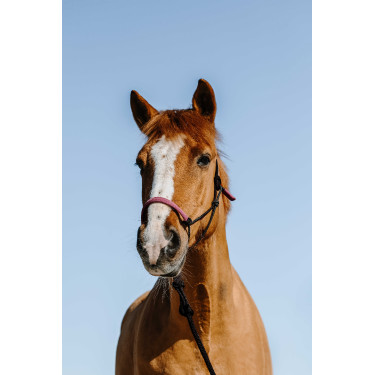 Licol éthologique + longe Norton Suède Noir / rose