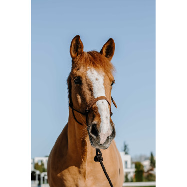 Licol éthologique + longe Norton Suède Marron / marron clair