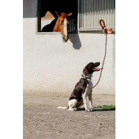 Laisse pour chien avec poignée Equithème Haspen Noir / poignée orange