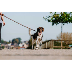Laisse pour chien avec poignée Equithème Haspen Noir / poignée orange