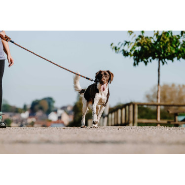 Laisse pour chien avec poignée Equithème Haspen Noir / poignée orange