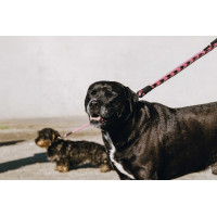 Hondenriem met handvat Equithème Haspen Zwart / frambozenhandvat