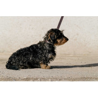 Collier et laisse pour chien Equithème Max Marron