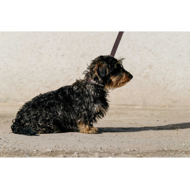 Halsband en riem voor hond EQUITHÈME - Max Bruin