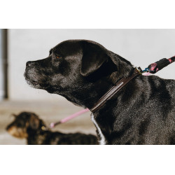 Halsband en riem voor hond EQUITHÈME - Max Bruin