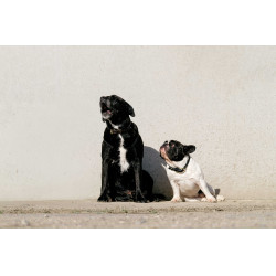 Halsband en riem voor hond EQUITHÈME - Max