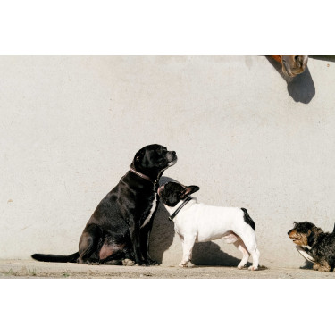 Collier et laisse pour chien Equithème Max