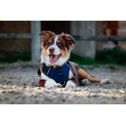 Harnais pour chien Riding World Simba Marine Bleu marine