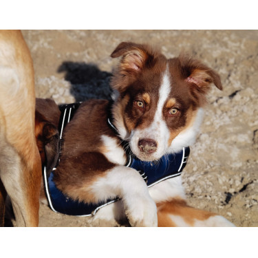 Harnais pour chien Riding World Simba Marine Bleu marine