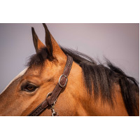 Licol Pénélope Harmonie Marron Licol Pénélope Harmonie Marron