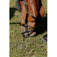 Licol Norton Educatif