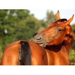 Crème Animaderm Derfen™ Origineel