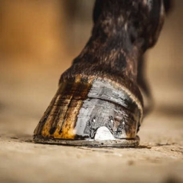 Hoefolie Carr & Day & Martin Tea tree