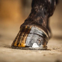 Óleo para cascos Carr & Day & Martin Árvore-do-chá