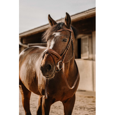 Bridon Eric Thomas Visby Havana Bruin