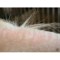 Shampoo Animaderm Tea Tree