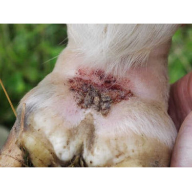 Shampoo Animaderm Tea Tree