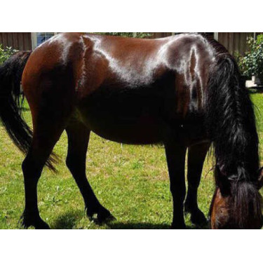 Shampooing Animaderm Tea Tree