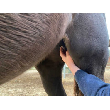 Balsem Animaderm Natjely